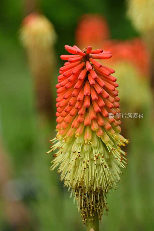 刀柄花/火炬百合花